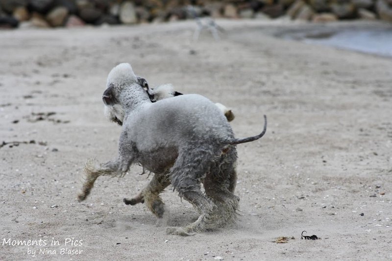 2010-06-26 Arc-en-ciel Arlequin (37).jpg
